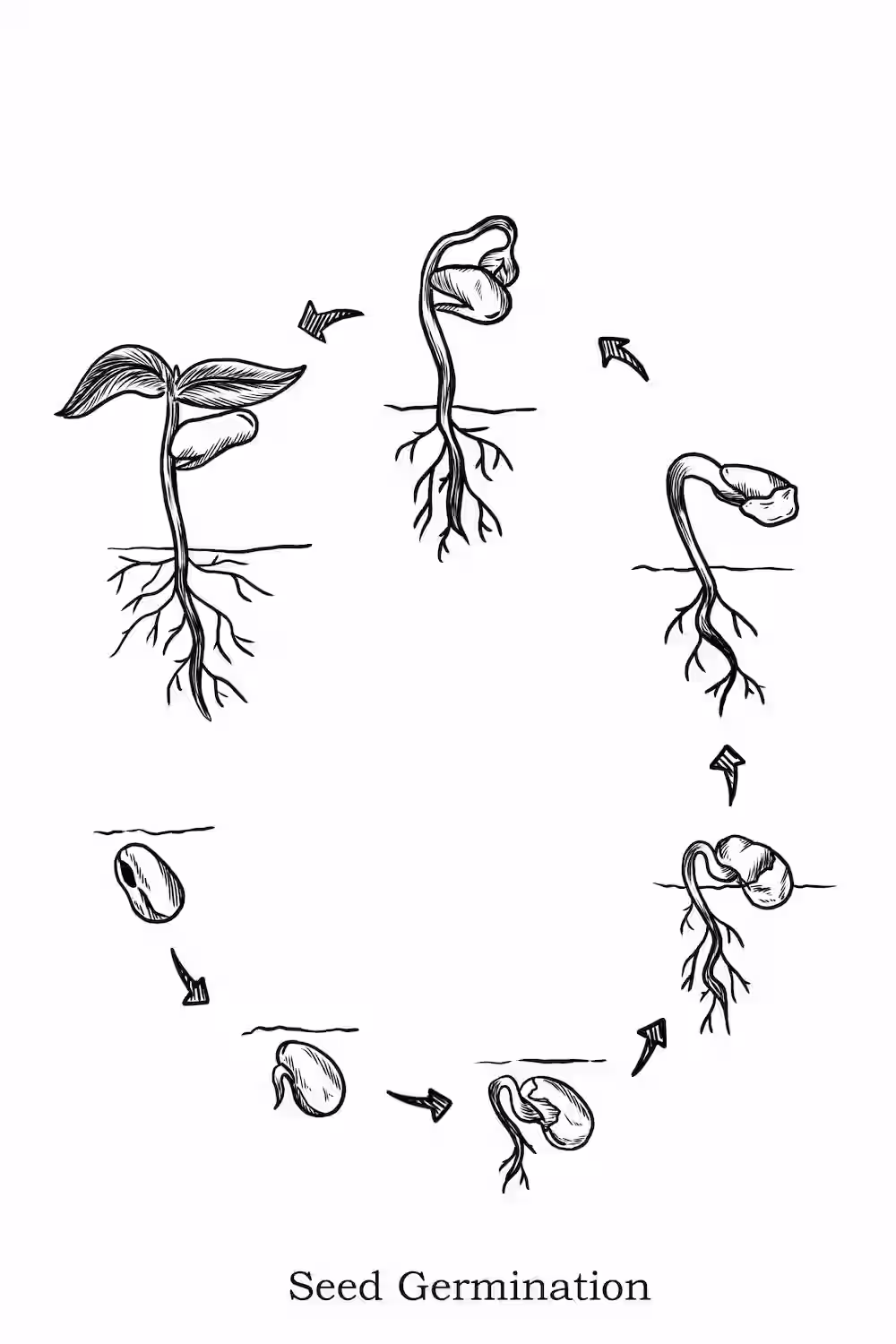Plant life cycle diagram